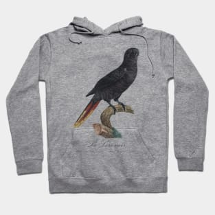 Black Lory / Le Lori Noir - Jacques Barraband 19th century Illustration Hoodie